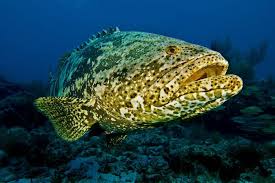 Image result for Epinephelus itajara