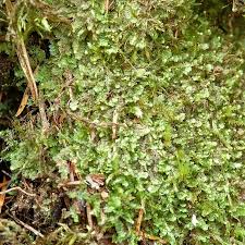 Attēlu rezultāti vaicājumam “Calypogeia integristipula”