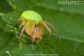 Attēlu rezultāti vaicājumam “Araniella”