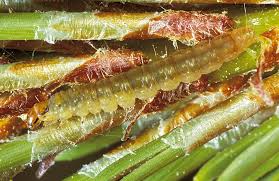 Attēlu rezultāti vaicājumam “Agrotis ripae larva”