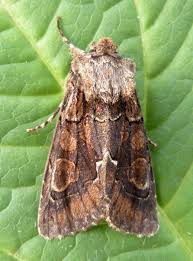 Attēlu rezultāti vaicājumam “Allophyes oxyacanthae”