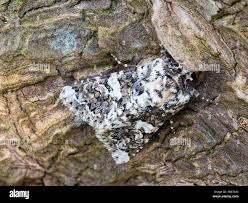 Attēlu rezultāti vaicājumam “Cryptocala chardinyi”