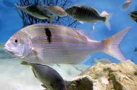 Image result for Polysteganus undulosus