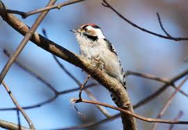 Attēlu rezultāti vaicājumam “Dendrocopos minor”