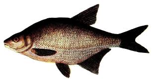 Image result for Abramis brama