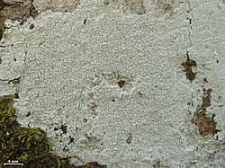 Attēlu rezultāti vaicājumam “Phlyctis agelaea”