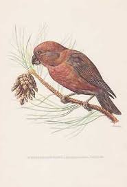 Attēlu rezultāti vaicājumam “Loxia pytyopsittacus”