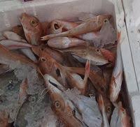 Image result for Chelidonichthys cuculus