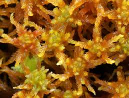 Attēlu rezultāti vaicājumam “Sphagnum inundatum”