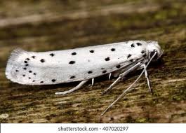 Attēlu rezultāti vaicājumam “Yponomeutidae”