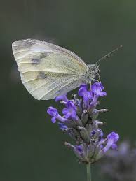 Attēlu rezultāti vaicājumam “Pieris rapae female”