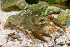 Attēlu rezultāti vaicājumam “Astacus astacus”