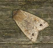 Attēlu rezultāti vaicājumam “Orthosia munda”