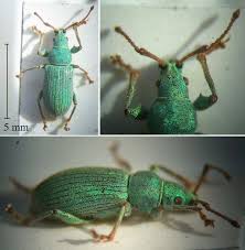 Attēlu rezultāti vaicājumam “Phyllobius”