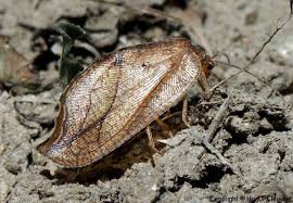 Attēlu rezultāti vaicājumam “Drepanepteryx phalaenoides”