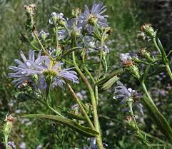 Image result for Aster lanceolatus