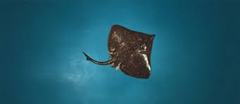 Image result for Dipturus laevis