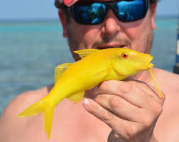 Image result for Parupeneus cyclostomus