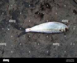 Image result for Alosa pseudoharengus