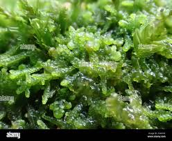 Attēlu rezultāti vaicājumam “Lepidozia reptans”