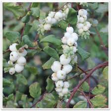 Attēlu rezultāti vaicājumam “Symphoricarpos albus fruit”