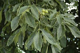 Attēlu rezultāti vaicājumam “Carya ovata leaf”