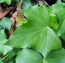 Attēlu rezultāti vaicājumam “Hedera helix  leaf”