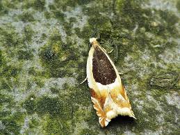 Attēlu rezultāti vaicājumam “Ancylis badiana”