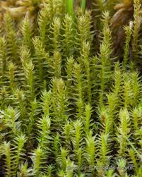 Attēlu rezultāti vaicājumam “Meesia triquetra”