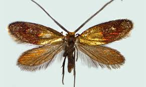 Attēlu rezultāti vaicājumam “Micropterigidae”