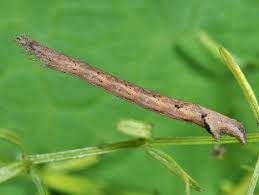 Attēlu rezultāti vaicājumam “Catarhoe rubidata”