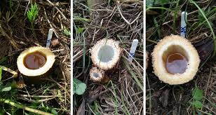 Attēlu rezultāti vaicājumam “Heracleum sosnowskyi fruit”