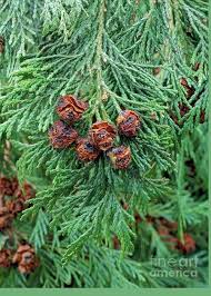 Attēlu rezultāti vaicājumam “Chamaecyparis lawsoniana”