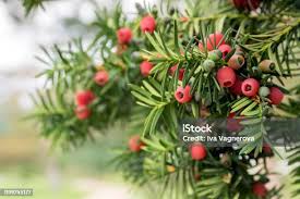 Attēlu rezultāti vaicājumam “Taxus baccata fruit”