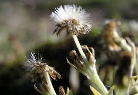 Attēlu rezultāti vaicājumam “Gnaphalium sylvaticum bud”