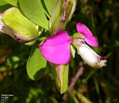 Attēlu rezultāti vaicājumam “Polygalaceae”