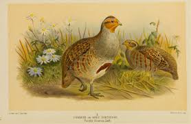 Attēlu rezultāti vaicājumam “Perdix perdix”