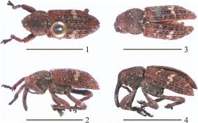 Attēlu rezultāti vaicājumam “Pissodes piniphilus”
