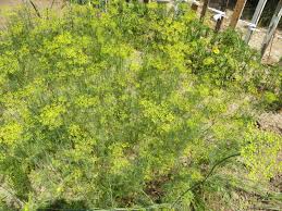 Attēlu rezultāti vaicājumam “Anethum graveolens flower”