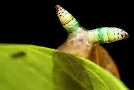 Attēlu rezultāti vaicājumam “Leucochloridium paradoxum”