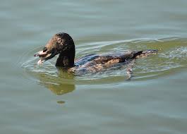 Attēlu rezultāti vaicājumam “Melanitta fusca male”