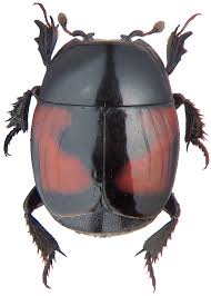 Attēlu rezultāti vaicājumam “Histeridae”