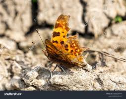 Attēlu rezultāti vaicājumam “Polygonia c-album upperside”
