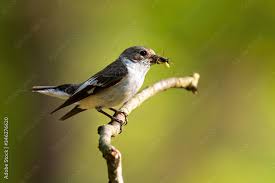 Attēlu rezultāti vaicājumam “Ficedula hypoleuca juvenile”