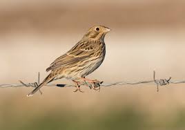 Image result for Emberiza calandra