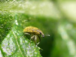 Attēlu rezultāti vaicājumam “Larinus sp.”