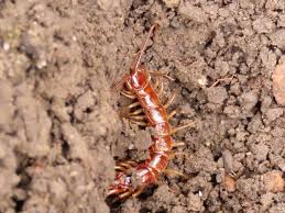 Attēlu rezultāti vaicājumam “Lithobius forficatus”