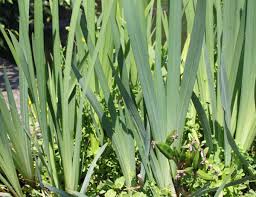 Attēlu rezultāti vaicājumam “Iris pseudacorus leaf”