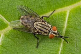 Attēlu rezultāti vaicājumam “Sarcophagidae”