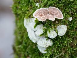 Attēlu rezultāti vaicājumam “Steccherinum bourdotii”